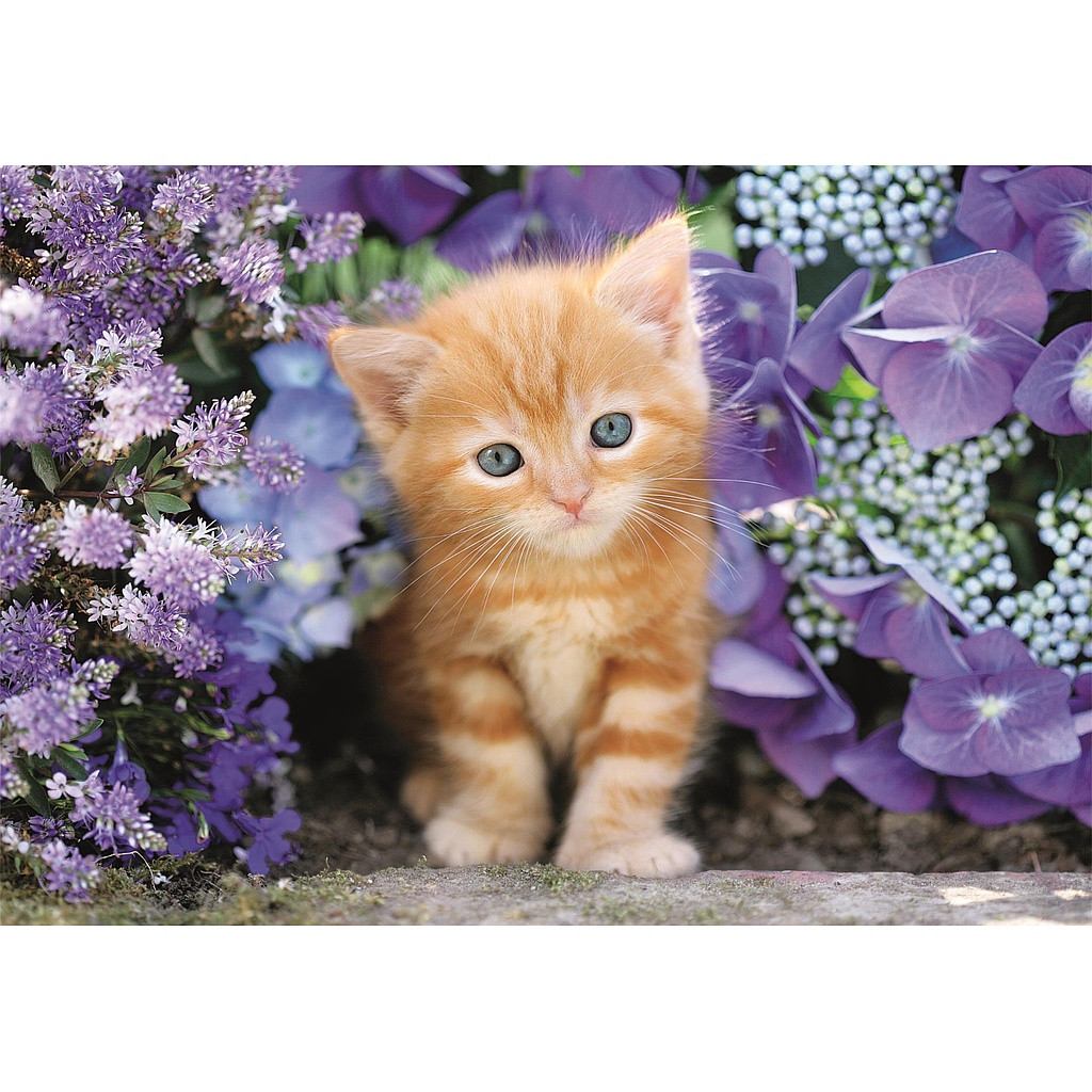 Alternative view of Cat Ginger 500 Τεμάχια Puzzle Συμπαγούς Σχεδιασμού Clementoni