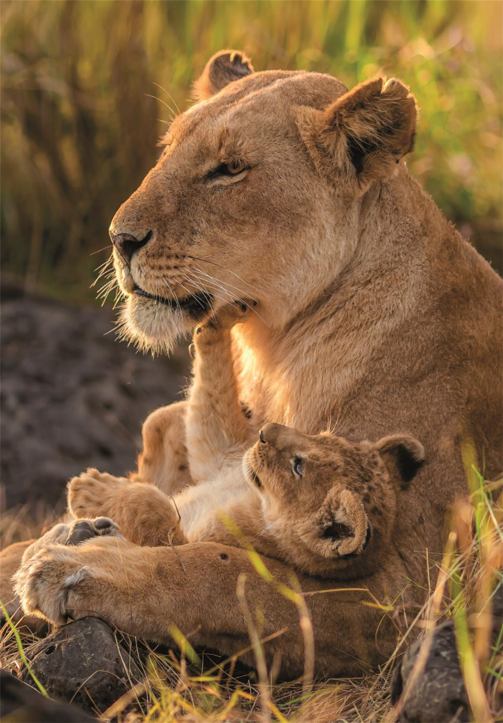 Alternative view of Lion Feline Love 500 τεμάχια Puzzle Συμπαγούς Συσκευασίας Clementoni