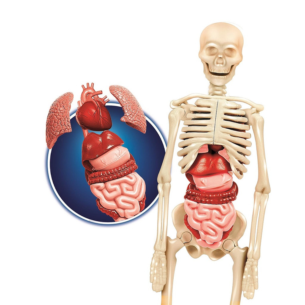 Alternative view of Colour Clementoni Human Body Επιστημονικό Σετ